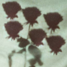 Dark Roses