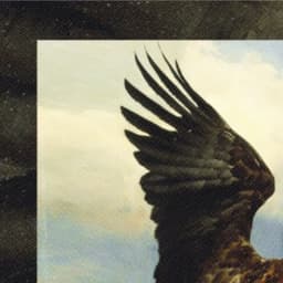 Faucon Toucan - L'Oiseau Ravage